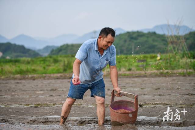 吴战辉在田地里忙着播种、育秧。