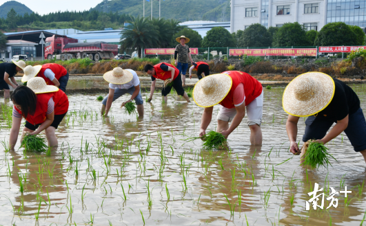 龙坪镇组织50余名党员志愿服务队到青石村乡村振兴综合示范片田头地间开展助耕助农活动。