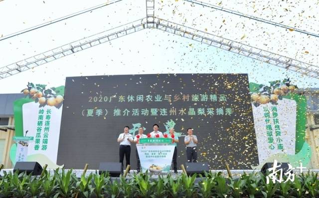 连州水晶梨采摘季正式开启。梁素雅 摄