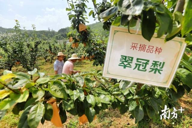 走进果场采摘水晶梨。梁素雅 摄