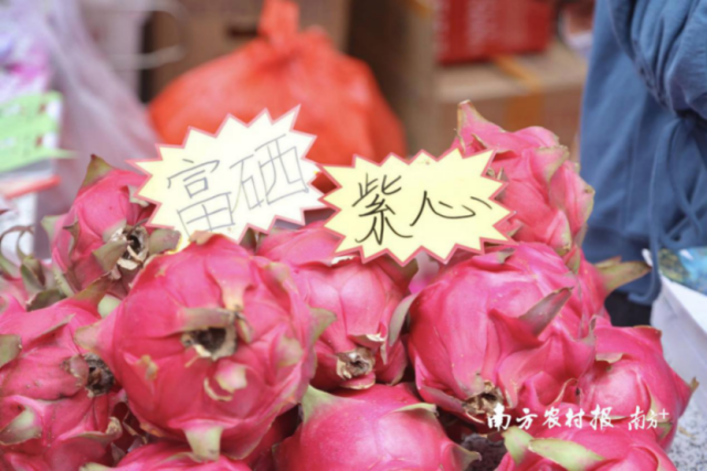 富硒紫心火龙果