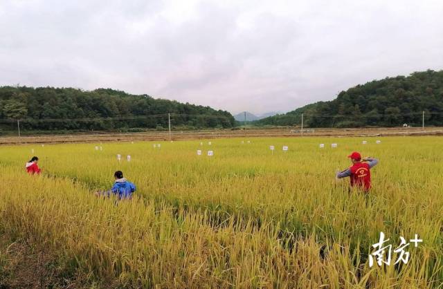 测土配方施肥技术助力连州水稻增产提质。通讯员供图