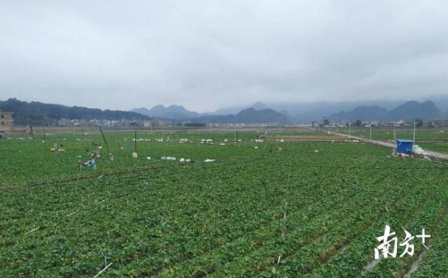 2月初，连州西岸镇，当地村民正在蔬菜基地里采摘蔬菜。