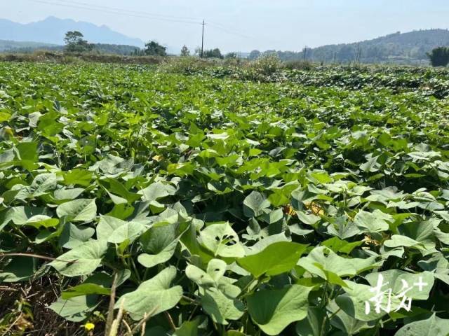 红薯种植基地。