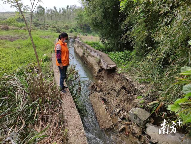 九陂镇人大代表戴海玲实地查看水渠受损情况。