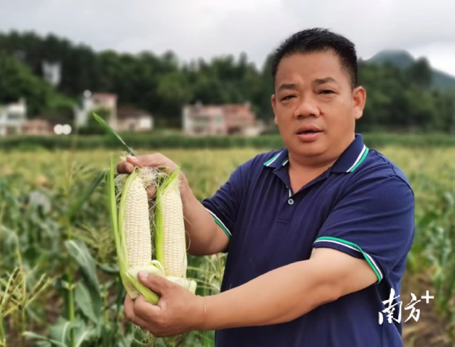 四联村试点种植水果玉米，走特色产业发展道路。