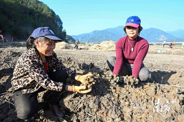 朱岗村水美塘马蹄种植基地里，村民在采挖马蹄。张晓欣 摄