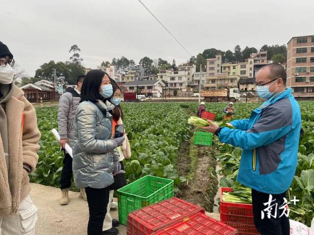 大学生们一起走进九陂镇四联村菜心基地实地参观。 大学生们一起走进九陂镇四联村菜心基地实地参观。