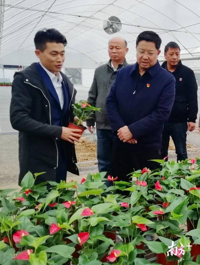唐庆卫调研东陂镇西塘村的红满天花卉基地。