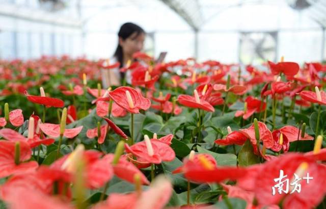 东陂将依托红满天花卉种植基地打造“花卉小镇”，使其成为实施乡村振兴中新的产业支撑点。记者黄津 摄