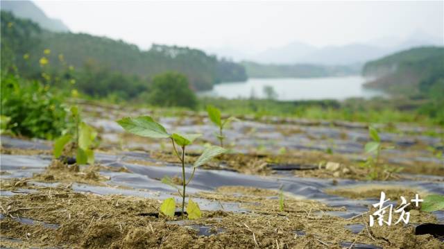 迎风摇曳、绿意盎然的五指毛桃种苗。
