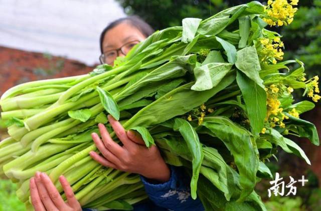 游客体验连州菜心采摘乐。记者黄津 摄
