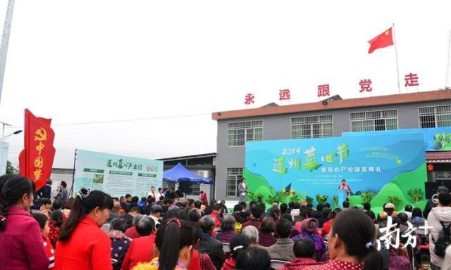 12月25日，“2019连州菜心节暨菜心产业颁奖典礼”在连州市西岸镇河田村举行。记者黄津 摄