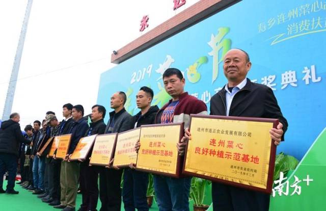 14家企业、合作社和家庭农场授予连州菜心良好种植示范基地称号。记者黄津 摄