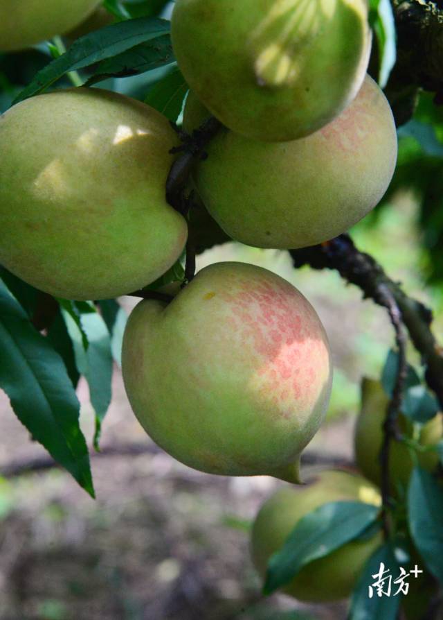 鹰嘴桃。黄津 摄