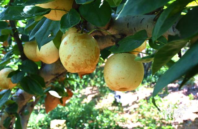 大路边镇的水晶梨。黄津 摄