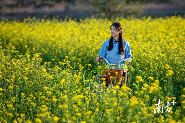 菜心花田。李少辉 摄 菜心花田。李少辉 摄