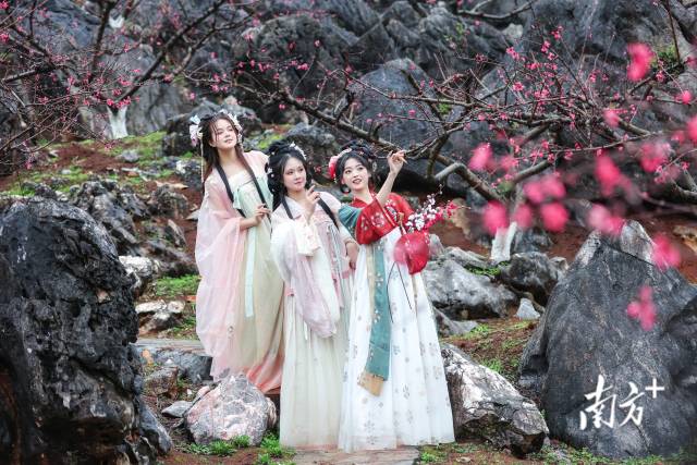 国风少女打卡连州桃花季。 国风少女打卡连州桃花季。