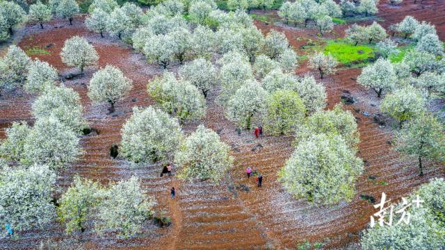 连州梨花。丘贵星 摄 连州梨花。丘贵星 摄