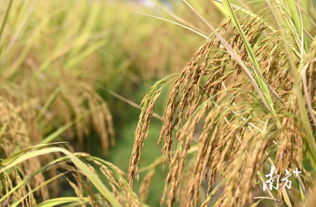 保安镇建成800亩富硒丝苗米基地和1100亩富硒香芋种植区，带动村民增收。黄津 摄