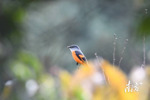 灰喉山椒鸟。伍国仪 摄