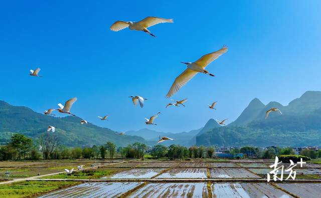蓝天精灵在青山绿水间自由翱翔。罗敏 摄