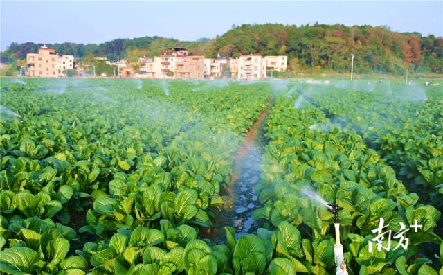 水肥一体化，让基地每年节约成本约200万元。黄津 摄