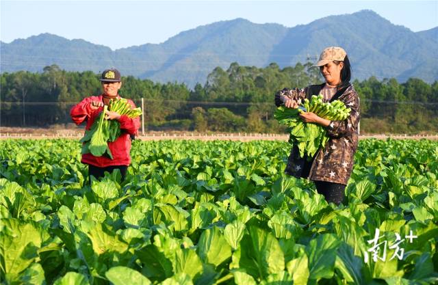 连州菜心。黄津 摄