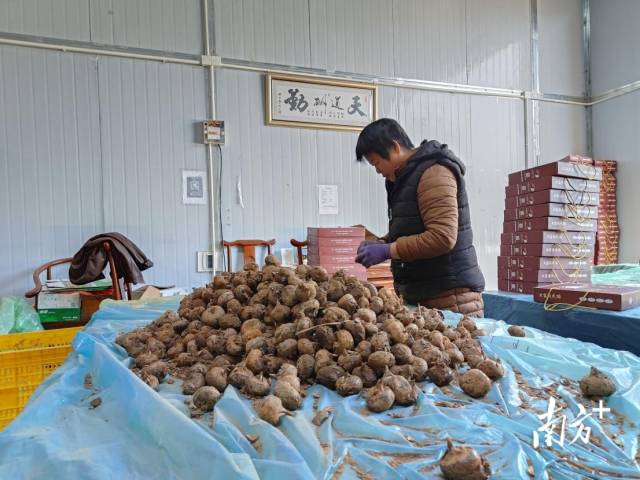 大富头马蹄获评“岭南生态气候优品”。 大富头马蹄获评“岭南生态气候优品”。