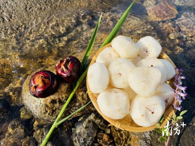 清甜无渣的大富头村马蹄。 清甜无渣的大富头村马蹄。