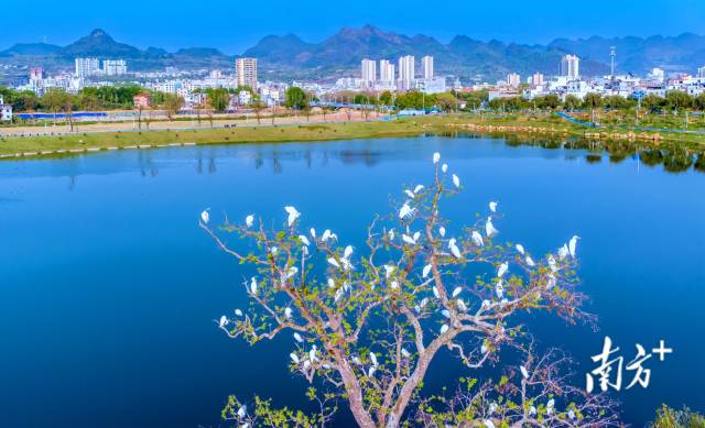 鸟类是“蓝天精灵”，爱鸟护鸟，人人有责。罗敏 摄