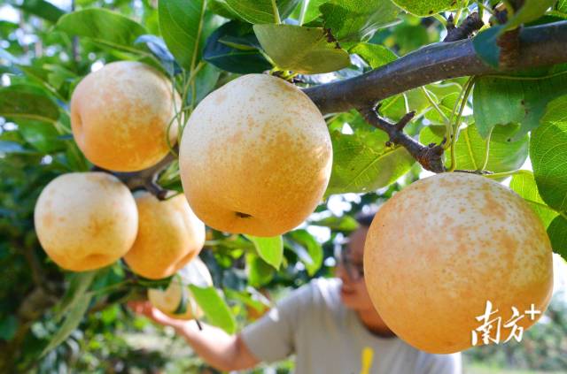 九陂镇“花果经济”成效喜人。黄津 摄