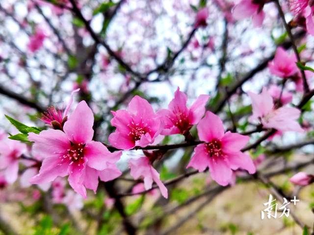 连州桃花花开正艳。黄滢 摄