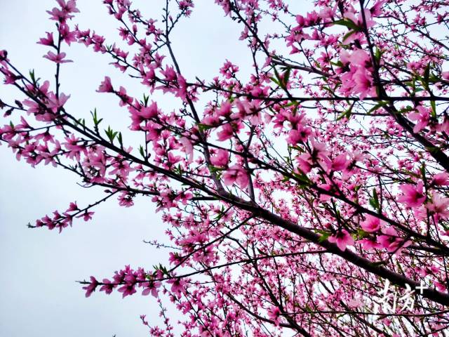 连片的桃花缀满枝头，成为连州乡村最动人的底色。黄滢 摄