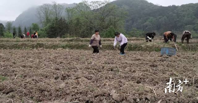 种植香芋。 种植香芋。