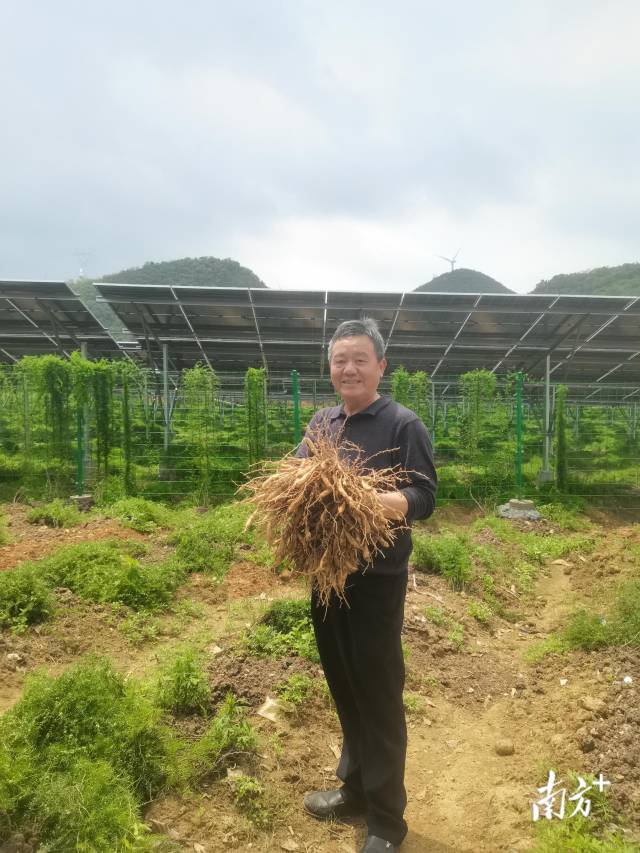 西江镇以“农光互补”模式盘活土地资源，实现清洁能源开发与特色农业发展双向赋能。西江镇供图