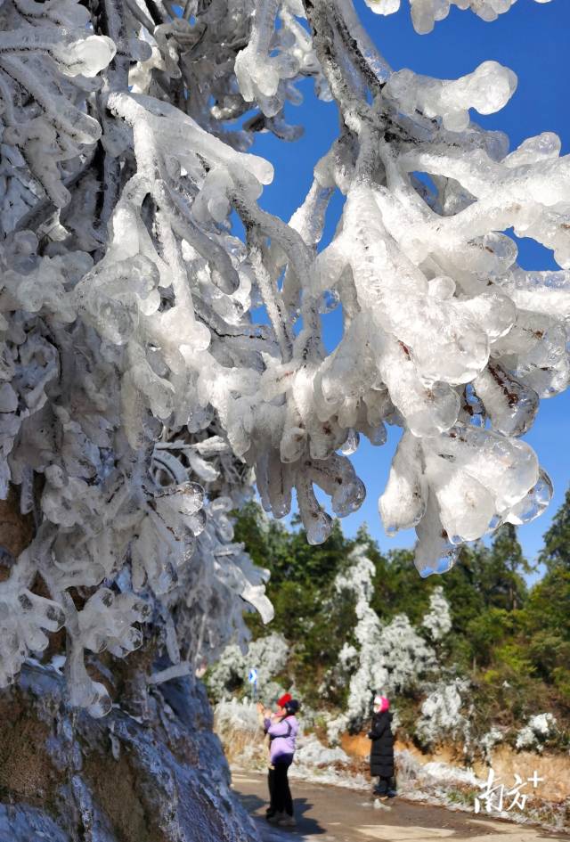 连州雪景，每年吸引万千游客。黄津 摄