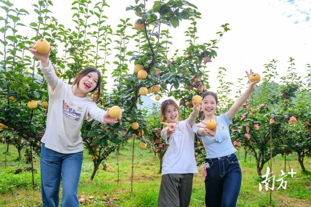 游客体验2026连州水晶梨采摘季甜蜜之旅。 游客体验2026连州水晶梨采摘季甜蜜之旅。