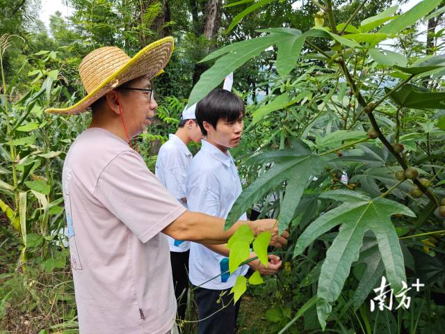 实践队深入高相村五指毛桃种植基地开展实地调研。 九陂镇供图