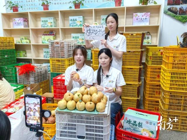广东科贸职业学院“粤乡星火”大学生突击服务队到连州开启新一轮驻地助农服务。通讯员供图