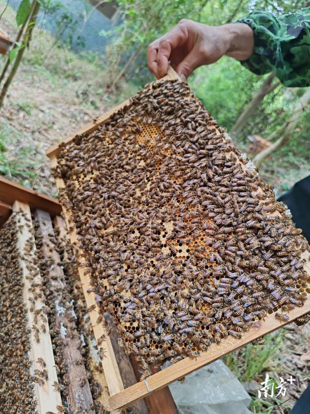 通过品牌注册、统一包装、统收统销、线上线下联动拓销，种田村的蜂蜜走出山村助农增收。