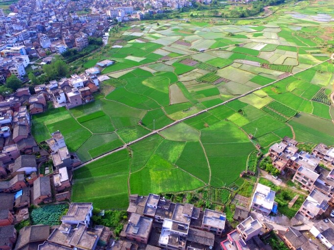 丰阳镇连片的田野。