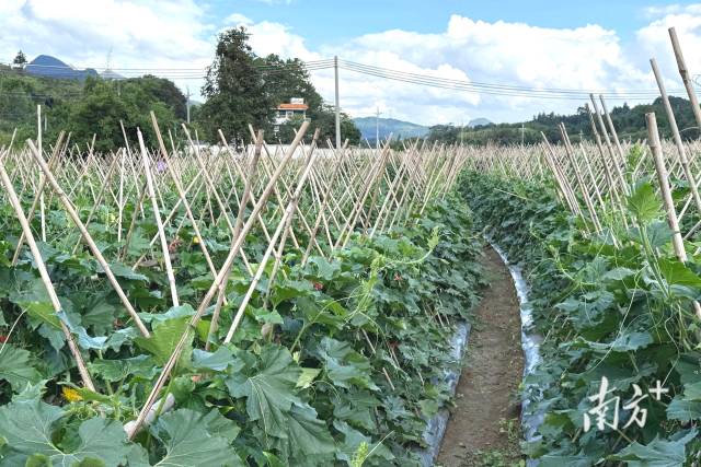 九陂镇新墟村打造的秋季黑皮冬瓜种植基地。九陂镇供图