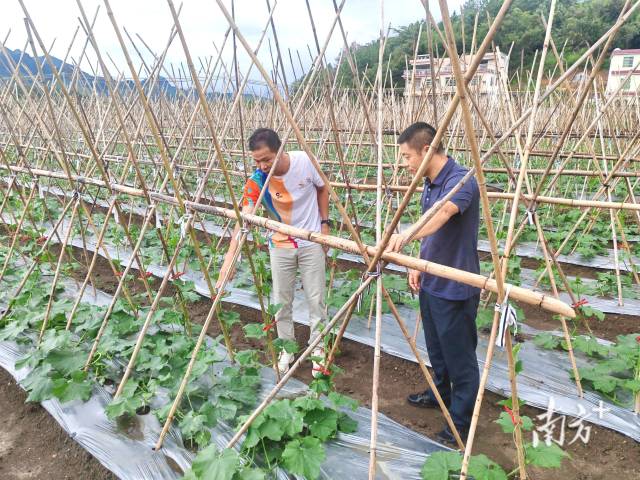 邱雪平（左）在冬瓜田查看瓜藤生长情况。九陂镇供图
