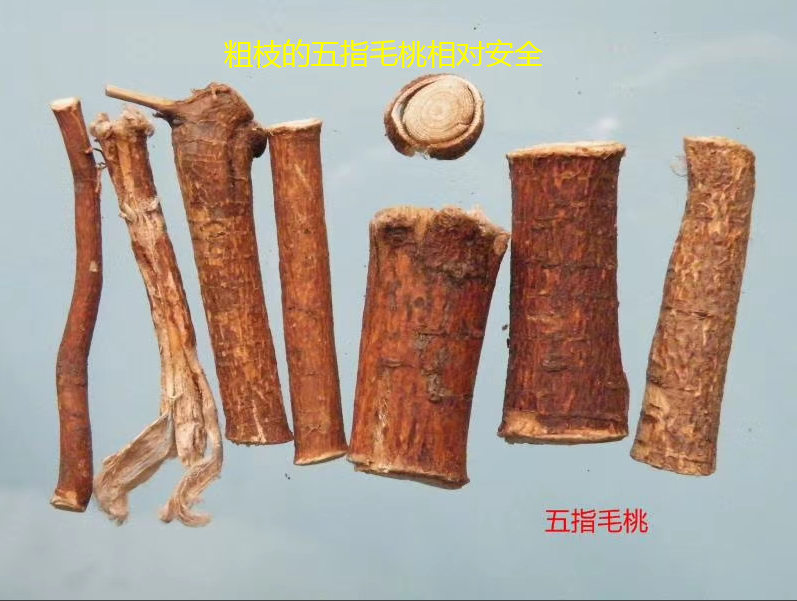 误食断肠草可致命断肠草要与五指毛桃金银花分清楚
